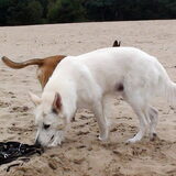 Foto van Hetty & Skipper