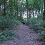 Eindelijk in het bos....