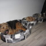 Foto van liesbeth,Turbo,Luna, Levi en Faith