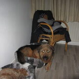 Foto van liesbeth,Turbo,Luna, Levi en Faith