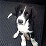 Lime 8 weekjes