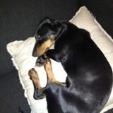 Foto van Daisy, Diva & Lady