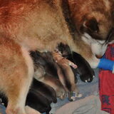Puppies... Een van deze zal mijn teefje worden