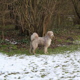 Foto van lesly