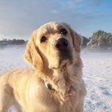 snowbuddy