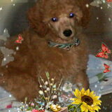 Casper 9 1/2 week - creatie van Hanne