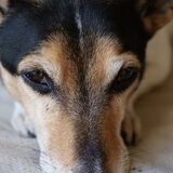 Foto van Tom -  (Speedy & Jacky†) - Milo & Ozzy.
