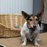 Foto van Tom -  (Speedy & Jacky†) - Milo & Ozzy.