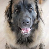 Can I haz cookie?! Pweeeease?