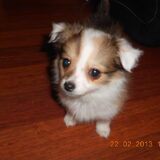 Lieke