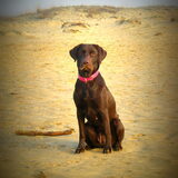 Kyra in de duinen