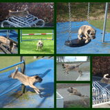 Springende Jessy