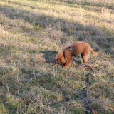 Lekker snuffelen in het veld! Figo is hier "los" (er sleept nog wel een…