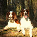 Diesel en Rosie Broer en zus