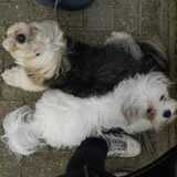 Mijn 2 ventjes in Yin Yang positie :-D
