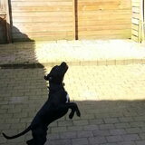 Danger met zijn rode bal