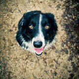 Zooey Border Collie