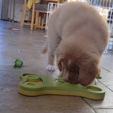 Hier was hij 10 weken oud en was hij aan puzzelen