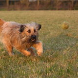 Foto van team Shadow