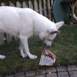 Mike eet lamsribben