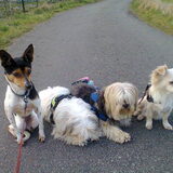 Dempsey en Taiko samen met Romi en hun wandelmaatje René