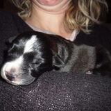 en het is precies haar mama, toen die nog een puppie was