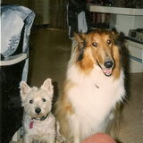 Vorige honden, Links; Kruimeltje Rechts; Sabou