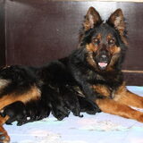 Het nestje pups!