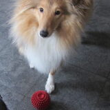 Please throw my ball mommy!!