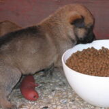 pups 23 dagen