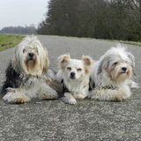 Op de dijk wandelen met Dempsey, Taiko en Romi