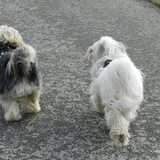 Wandelen op de dijk