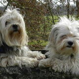 Foto van Melissa, Dempsey, Taiko, Minos & *Nina*