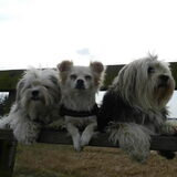 Foto van Melissa, Dempsey, Taiko, Minos & *Nina*