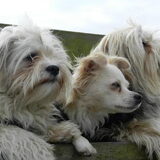 Foto van Melissa, Dempsey, Taiko, Minos & *Nina*