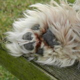 Dempsey's pootje