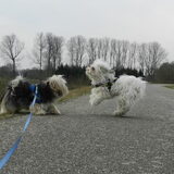 Foto van Melissa, Dempsey, Taiko, Minos & *Nina*