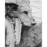 getekende oude hond