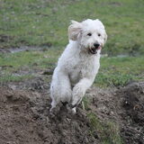 Foto van Dewi & de doodles