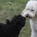 Foto van Dewi & de doodles