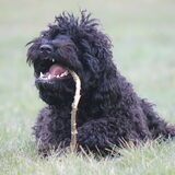 Foto van Dewi & de doodles