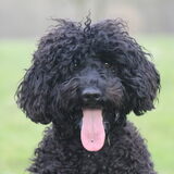 Foto van Dewi & de doodles