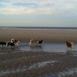 de wandelgroep hihi Laika en Shadow van Remco, Aika en Mowgli van Andre…