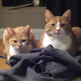 Nala & Simba