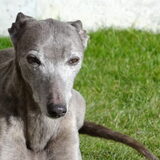 Foto van Tom -  (Speedy & Jacky†) - Milo & Ozzy.