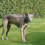 Foto van Tom -  (Speedy & Jacky†) - Milo & Ozzy.