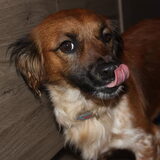 Foto van Muis,Vera, Papadopoulos, Odette, Annabelle en Ciska (Terra+, Dinky+, Saltarin+, Sam+, Zara+, Paco+)