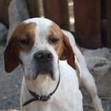 dit is de pleeghond Moritz