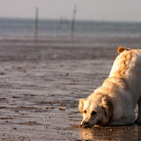 "Ik ben een strandschuiver!"