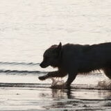 Door het water heen crossen, daar ben je Retriever voor!